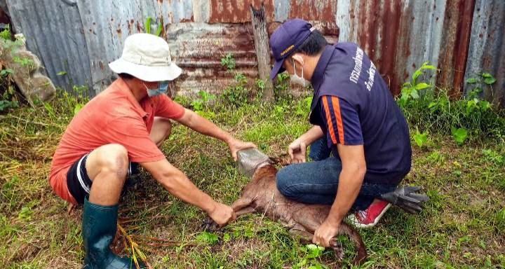 ชาวบ้านช่วยจับหมาแม่ลูกอ่อนหัวติดกระป๋องนานกว่า 20 ชั่วโมง