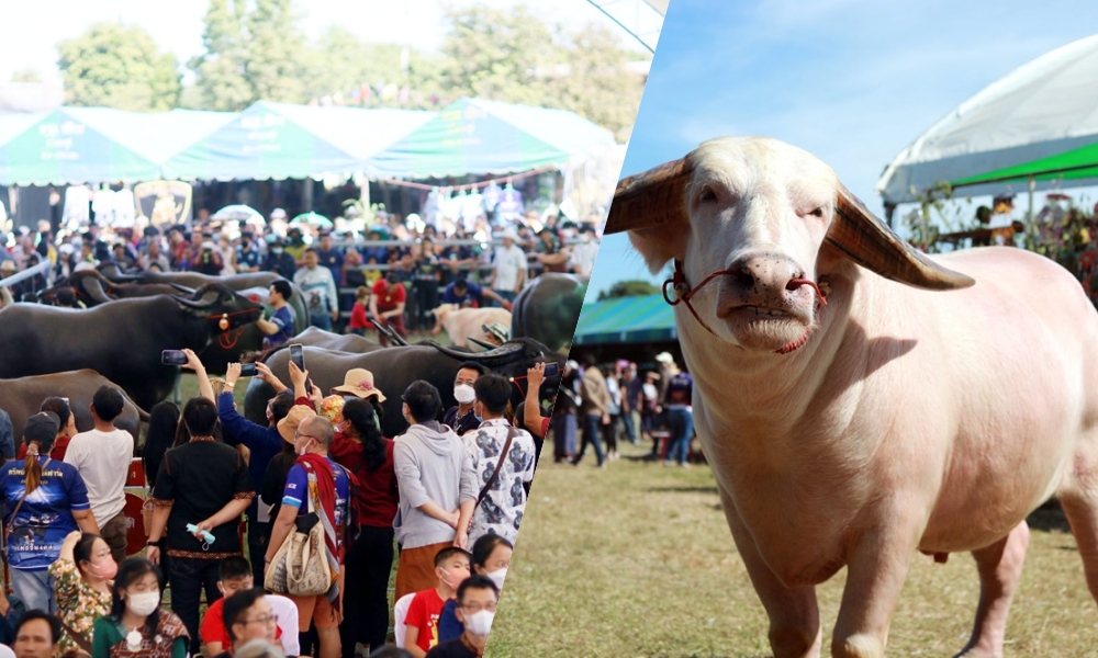 ฮือฮา! เปิดตัวควายไทยงามมูลค่า 30 ล้าน ฟื้นตลาดควายกาฬสินธุ์คึกคัก