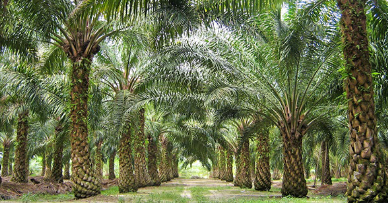 USDA คาดครึ่งปีหลัง ผลผลิตพืชน้ำมันโลกมีแนวโน้มเพิ่มขึ้น กระทบราคาน้ำมันปาล์มในตลาดโลกลดลง  