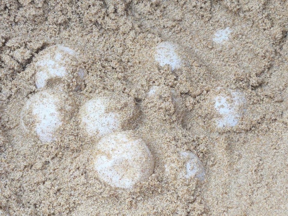 ดีใจ! เต่ามะเฟืองวางไข่นอกฤดูกาล 98 ฟอง อุทยานฯ เขาลำปี–หาดท้ายเหมืองเร่งย้ายรังปลอดภัย