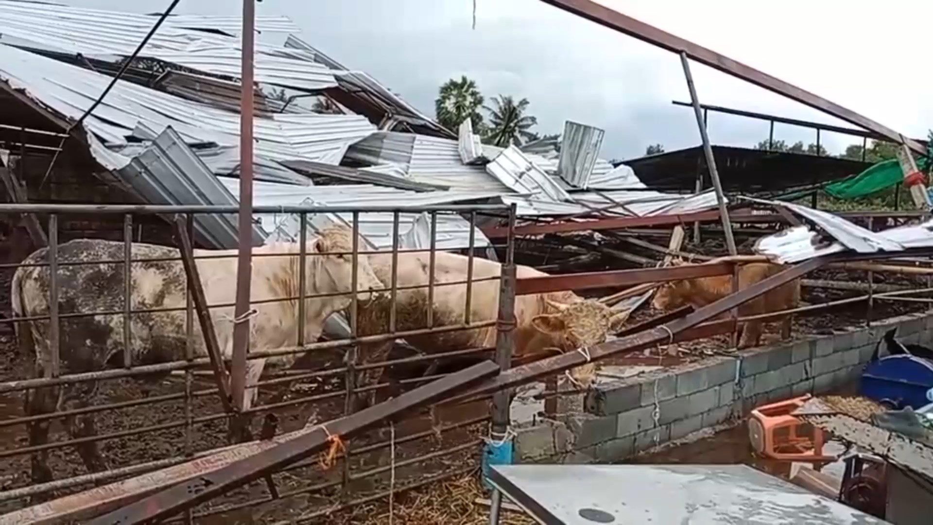 อ่วม! พายุถล่ม 'สทิงพระ' ฟาร์มโคพังราบ