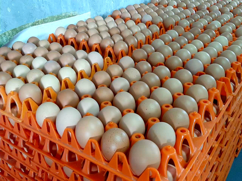 ราคาไข่ไก่...ว่าด้วยกลไกตลาด