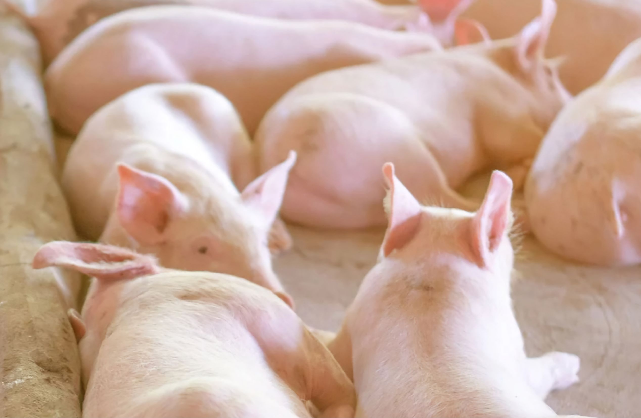 นำเข้าเนื้อหมูสหรัฐฯ...การเจรจาที่อาจแลกมาด้วยความเสียหายระยะยาว