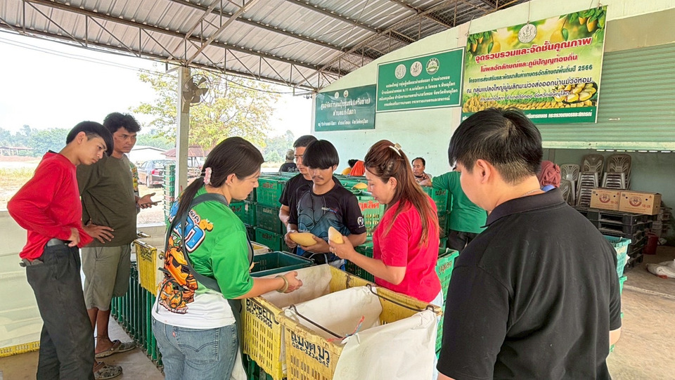 คน.เร่งเชื่อมโยงรับซื้อมะม่วงพิษณุโลก ดันราคานำตลาด คาดระบายผลผลิตกว่า 30 ตัน