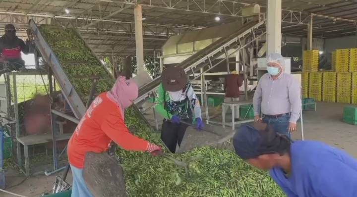 เกษตรกรอุทัยฯ พลิกโฉมปลูกถั่วแระญี่ปุ่น ใช้ AI คัดแยกฝัก ลดแรงงาน–เพิ่มมาตรฐานส่งออก