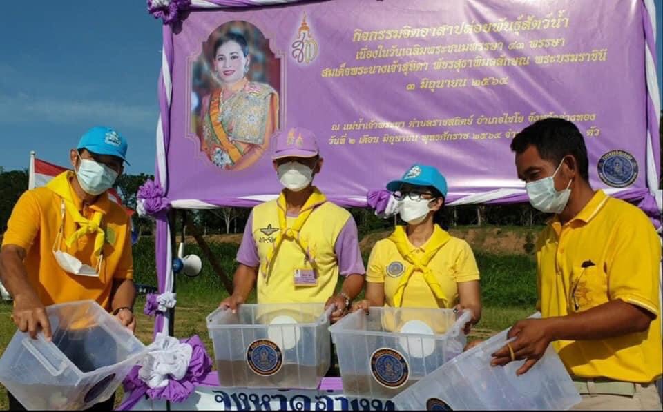 หน่วยงานกรมประมงอ่างทอง ร่วม ชุมชน จัดกิจกรรมจิตอาสาปล่อยพันธุ์สัตว์น้ำ ในวันเฉลิมพระชนมพรรษา 43 พรรษา พระราชินี จำนวน 3 แสนตัว 