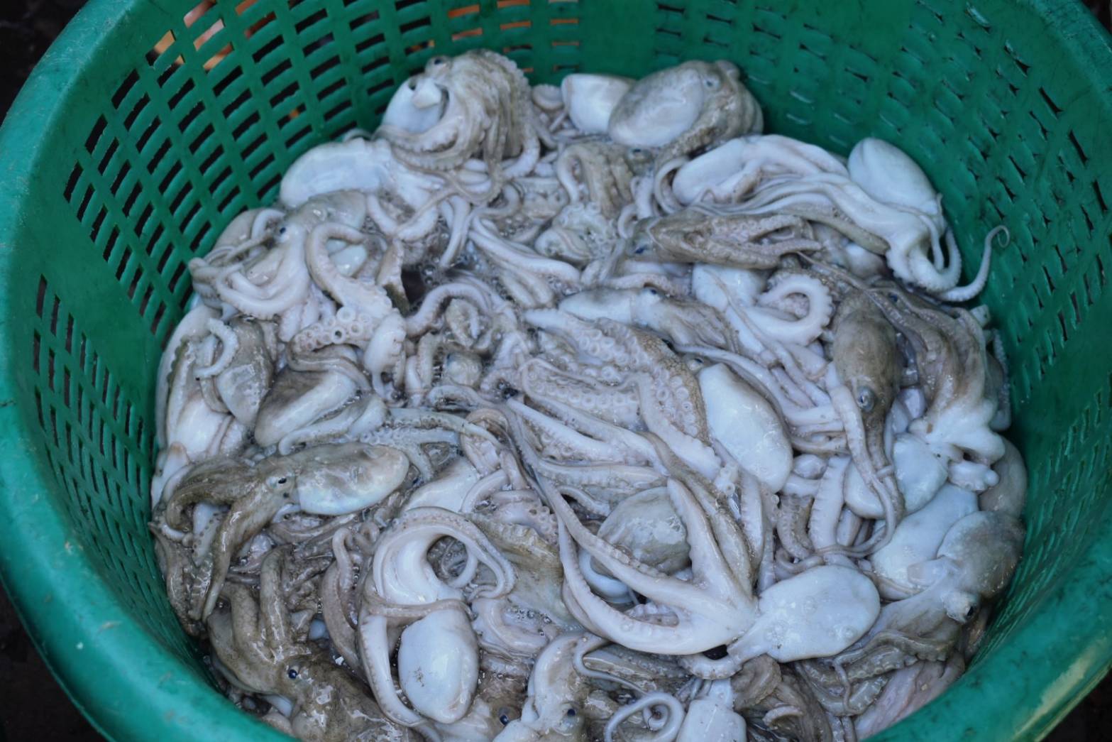 ประมงพื้นบ้านเกาะตันหยงกลิงระทม!!พิษโควิด ราคาปูม้า-ปลาหมึก ตกเกือบเท่าตัว 