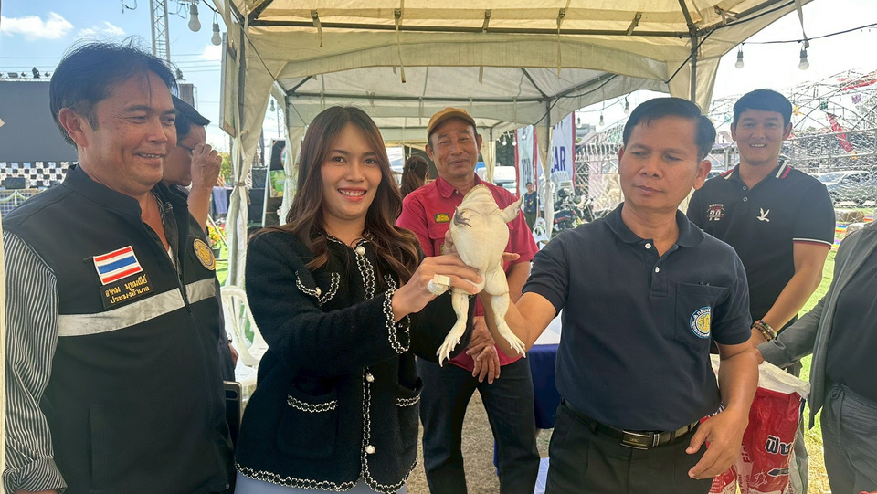 ฮือฮา! ประกวด “กบยักษ์–กบใหญ่” งานปีใหม่สี่เผ่าไท ศรีสะเกษ หนักเกือบกิโล ชิงเงินรางวัลรวม 9,000 บาท