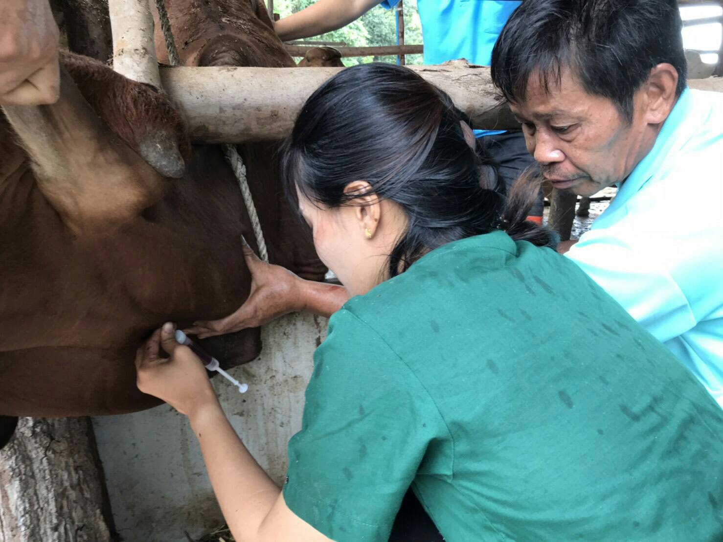 ปศุสัตว์ยโสธร เร่งตรวจเลือดโคเนื้อให้การรับรองฟาร์มปลอดโรคแท้งติดต่อ