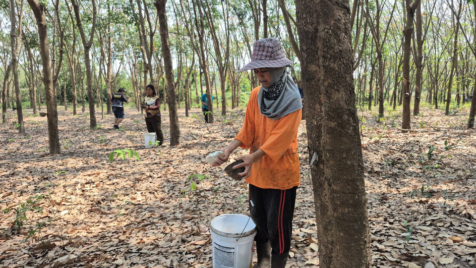จำใจ! ชาวสวนยางบุรีรัมย์เร่งกรีดช่วงปิดหน้ายาง หาเงินสำรองอพยพ หวั่นปะทะรอบ 3