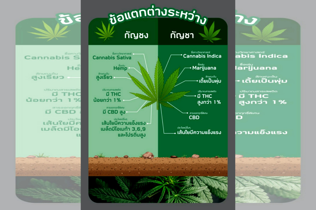 “กัญชง” พืชเศรษฐกิจตัวใหม่ สร้างมูลค่าเพิ่มอาหารไทยสู่ ครัวโลก
