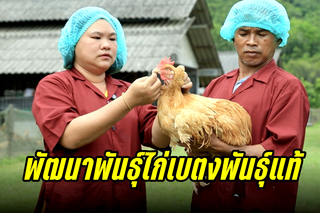 รุกพัฒนาพันธุ์ "ไก่เบตงพันธุ์แท้" กระจายสู่เครือข่ายสัตว์พันธุ์ดีกรมปศุสัตว์