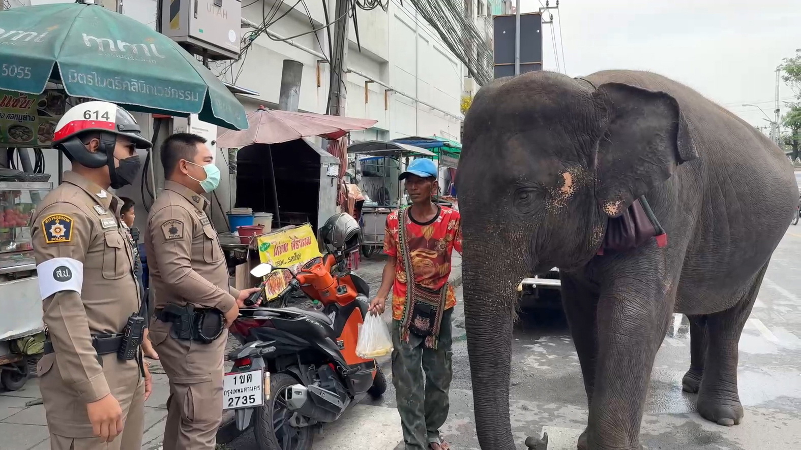 รวบสองควาญช้าง นำช้างเดินเร่ร่อนขายอาหารบนถนน