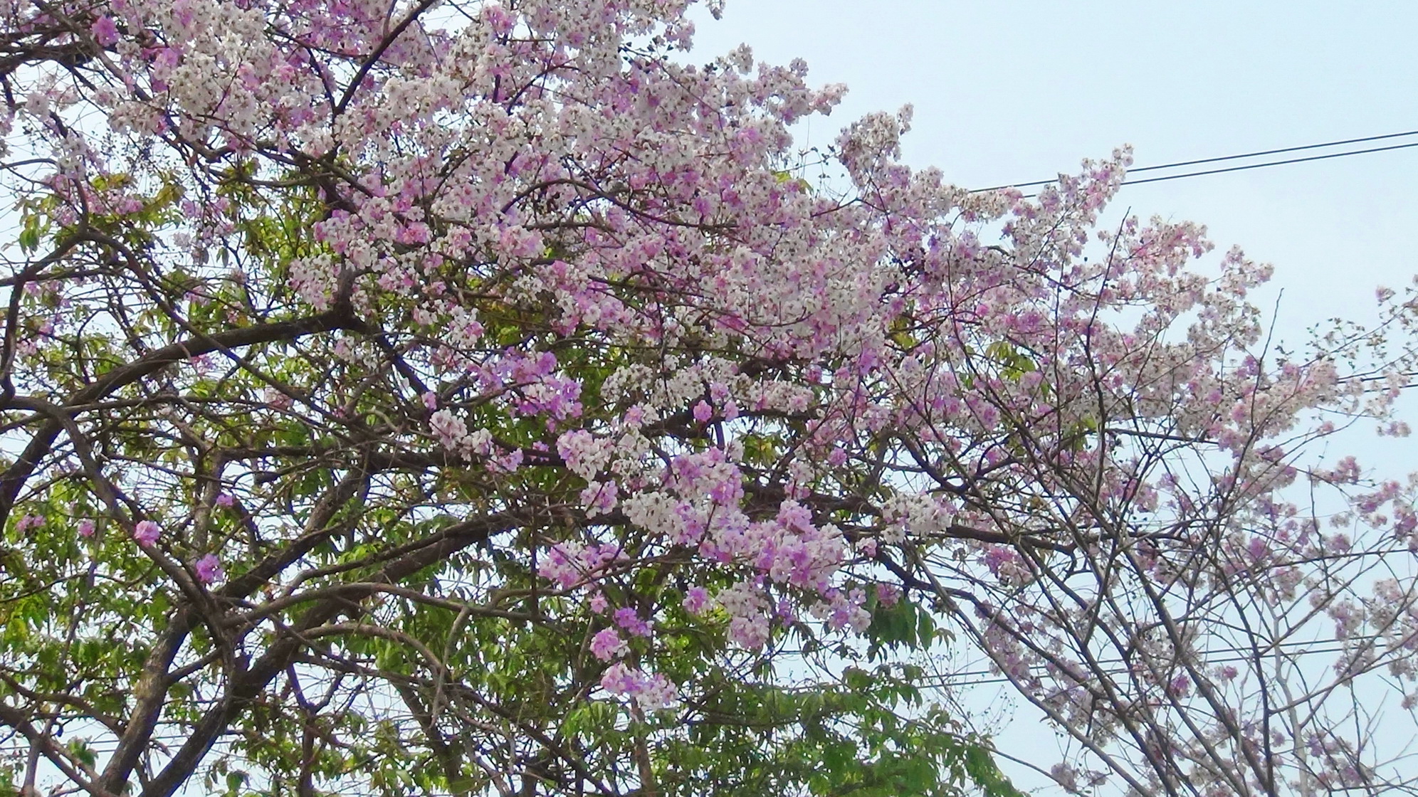 บานสะพรั่ง สั่งลาพญาเสือโคร่ง สิ้นสุดกาลเวลาแห่งความงดงามของดอกไม้ริมทาง