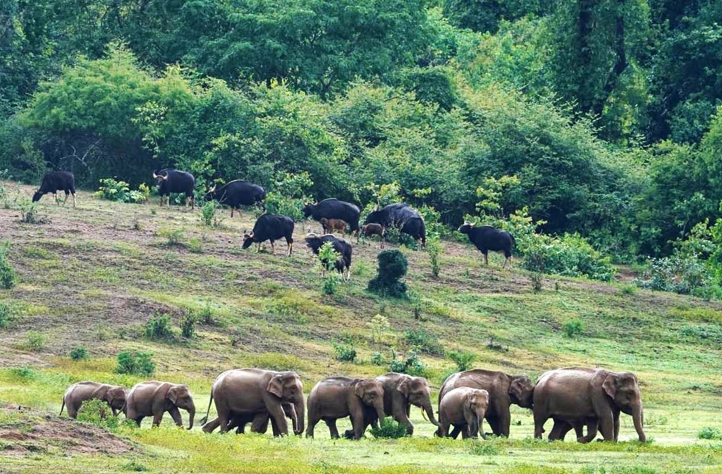 อช.กุยบุรี ชวนนักท่องเที่ยวสัมผัสผืนป่าหน้าฝนซาฟารีเมืองไทย