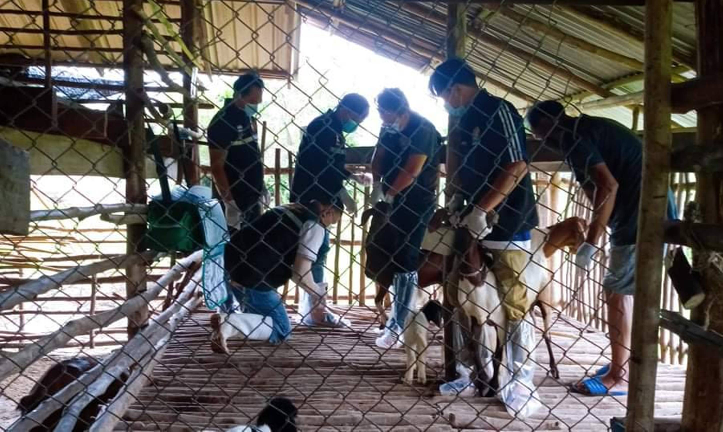 ปศุสัตว์บุรีรัมย์ ลงตรวจสอบแพะเกษตรกรตาย ไม่ทราบสาเหตุ คาดเกิดจากอาการปอดบวมเฉียบพลัน จากสภาพอากาศเปลี่ยนแปลง