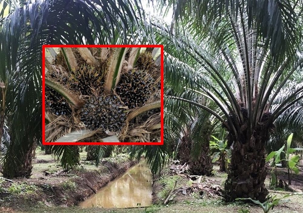 สวพ.8 นำร่องวิจัยการจัดการธาตุอาหารปาล์มน้ำมันในเขตพื้นที่โซนนิ่ง  ยกระดับผลผลิตจังหวัดสงขลา    