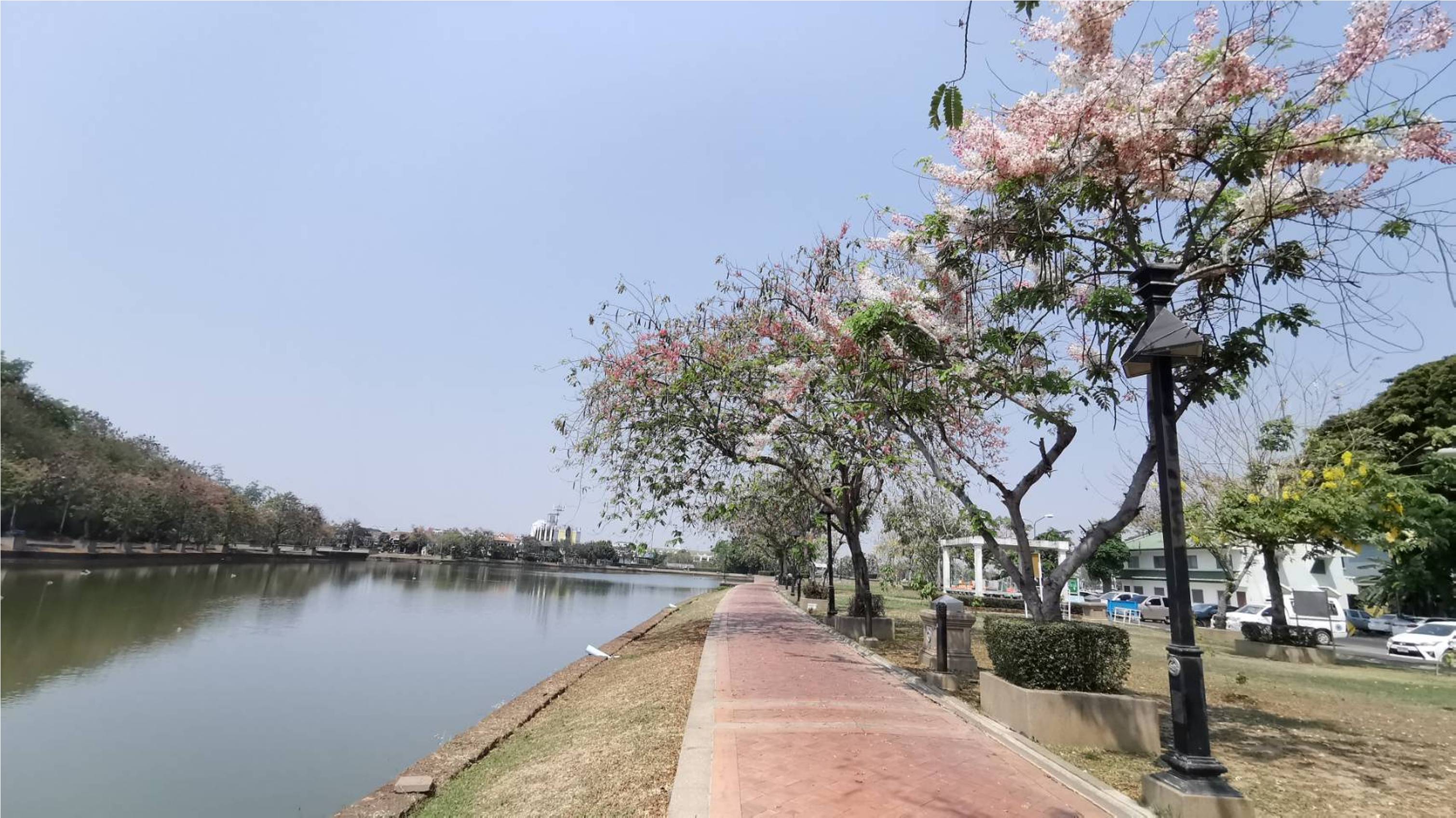 ซากุระเมืองไทย"กัลปพฤกษ์"ออกดอกสะพรั่งรับลมร้อนรอบคลองละลมโบราณ ทม.บุรีรัมย์ 