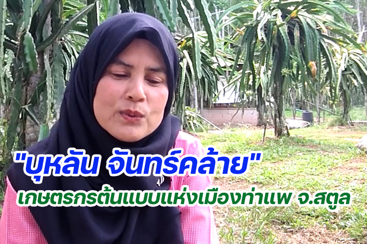 "บุหลัน จันทร์คล้าย" เกษตรกรต้นแบบแห่งเมืองท่าแพ จ.สตูล