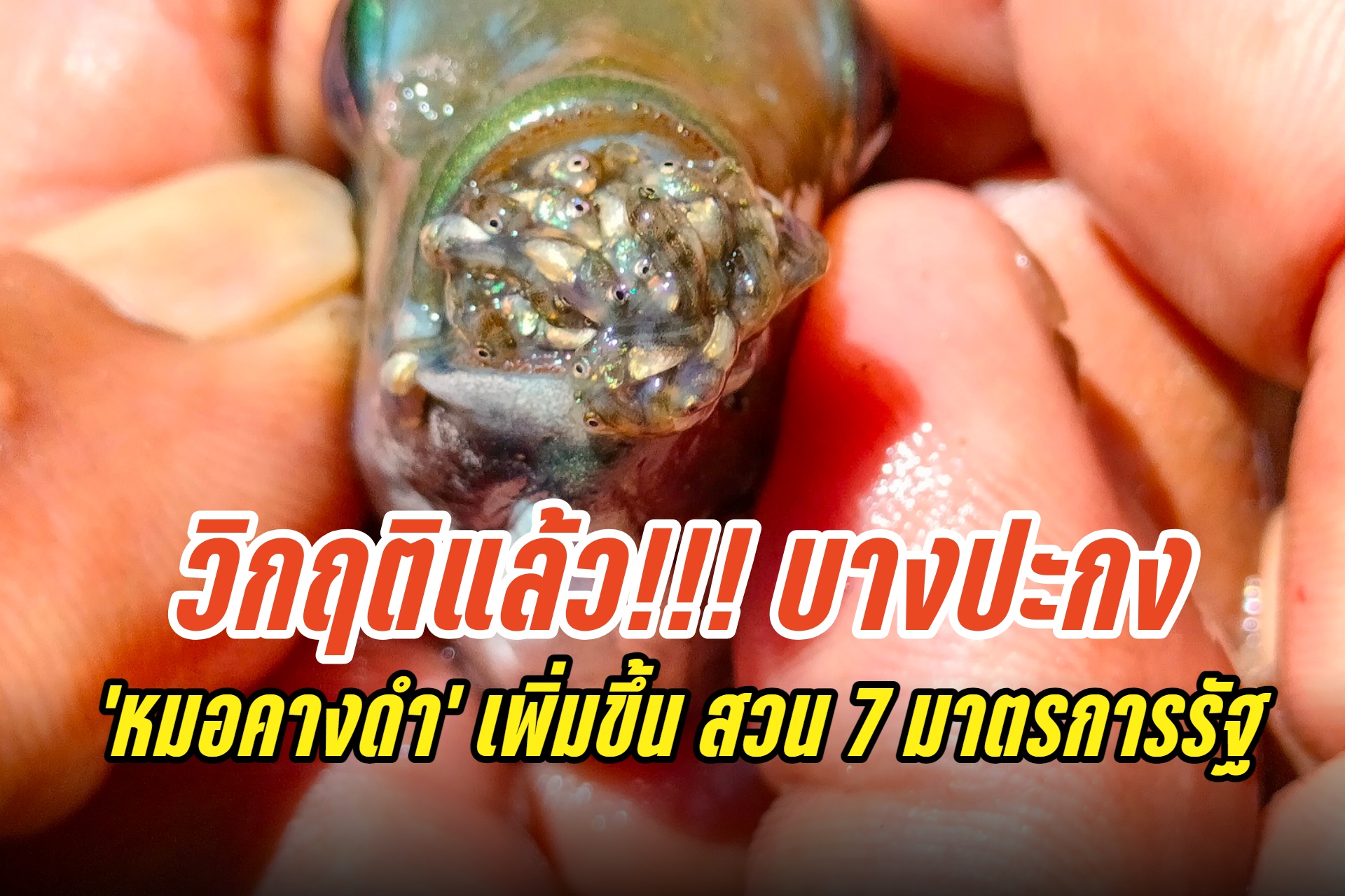 บางปะกงวิกฤติแล้ว "ปลาหมอคางดำ" เพิ่มขึ้น สวน 7 มาตรการรัฐ