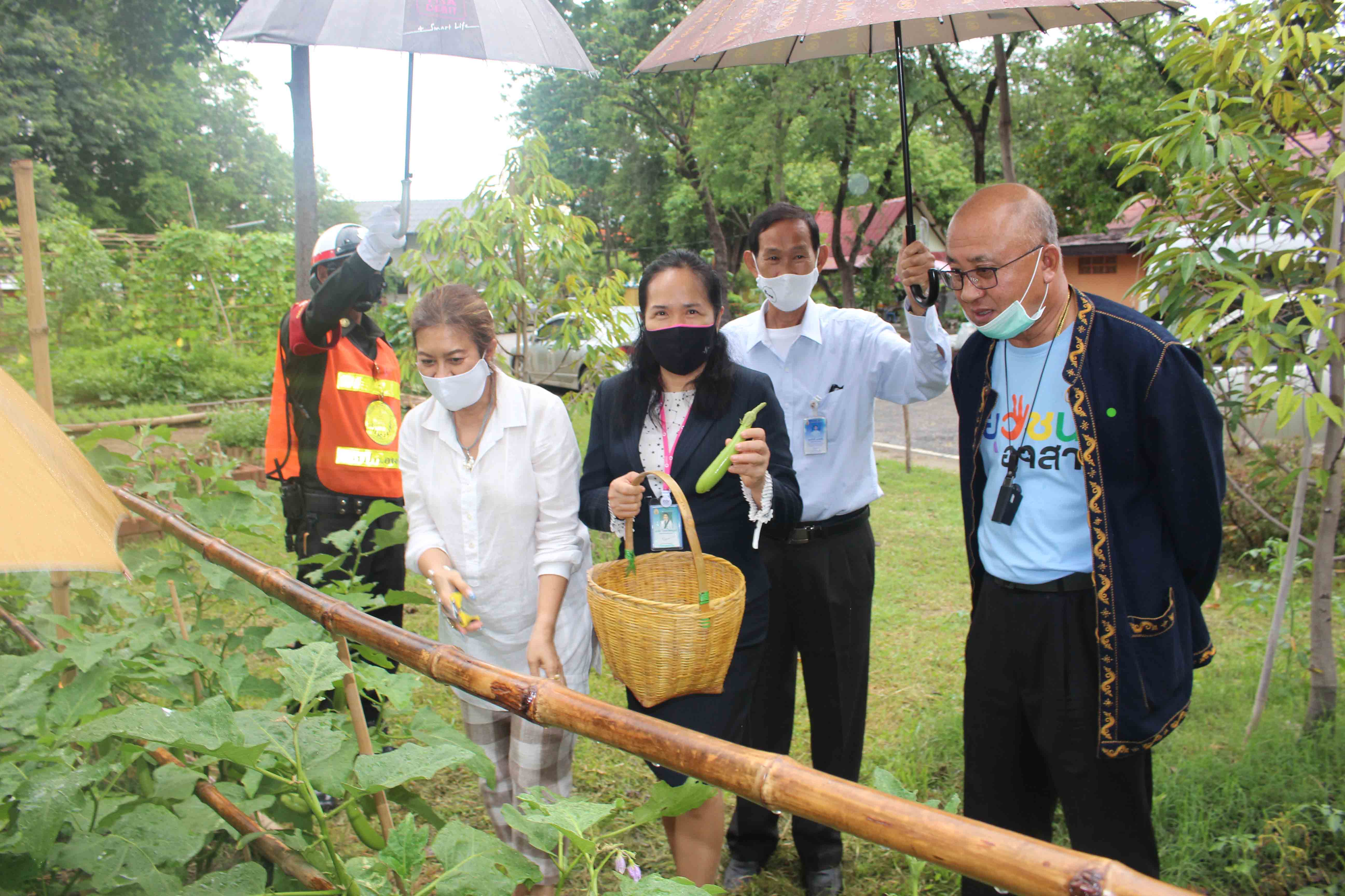 หิ้วตะกร้าเก็บผักสวนครัวแปลงใหญ่เข้าตู้ปันสุข