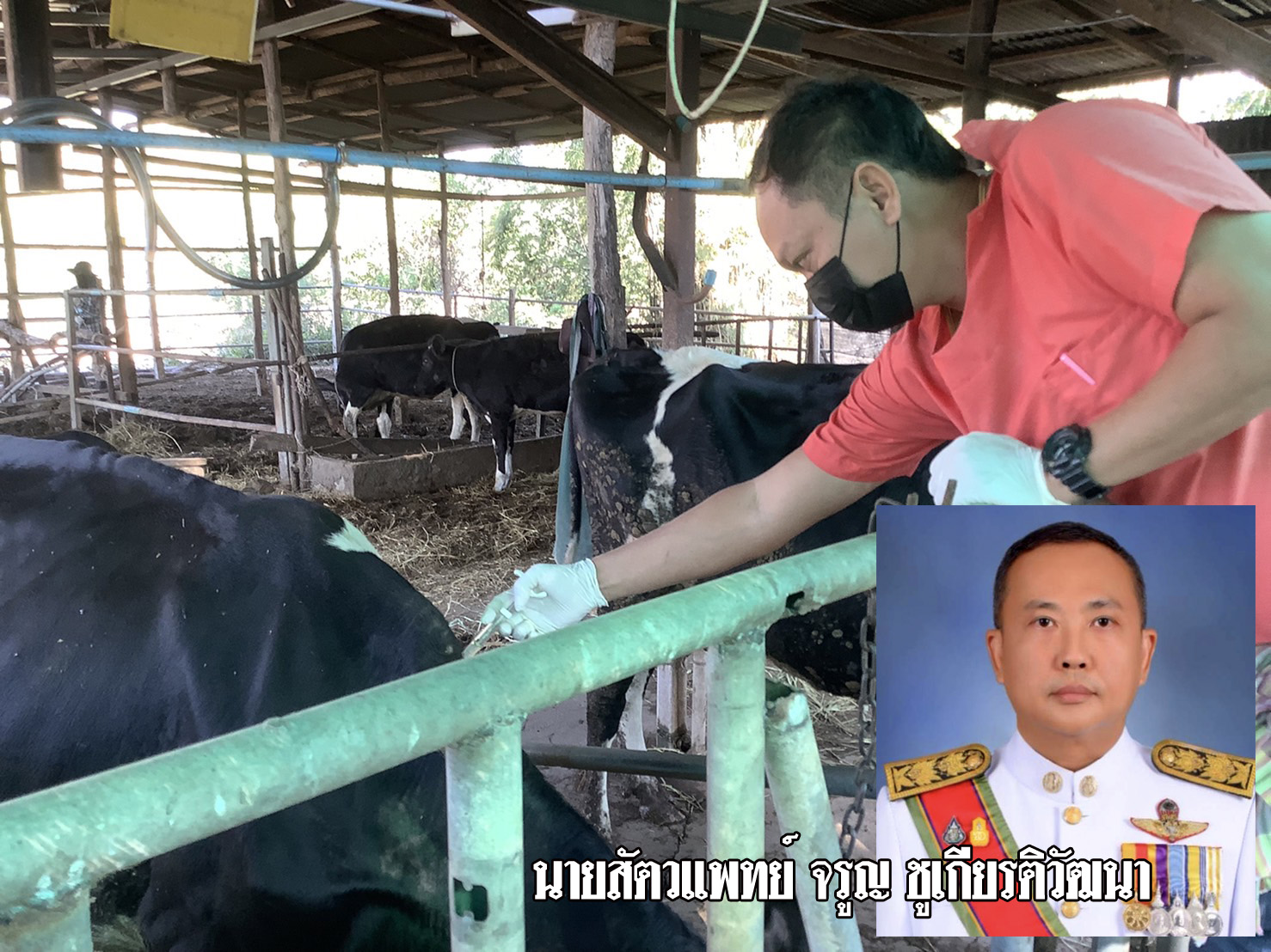 ปศุสัตว์ลพบุรีออกฉีดวัคซีนป้องกันโรคปาก-เท้าเปื่อยให้กลุ่มผู้เลี้ยงโคนม 