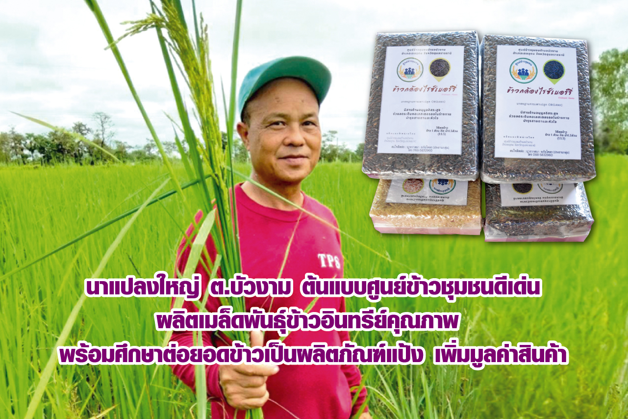 นาแปลงใหญ่ ต.บัวงาม ต้นแบบศูนย์ข้าวชุมชนดีเด่น ผลิตเมล็ดพันธุ์ข้าวอินทรีย์คุณภาพ พร้อมศึกษาต่อยอดข้าวเป็นผลิตภัณฑ์แป้ง เพิ่มมูลค่าสินค้า   