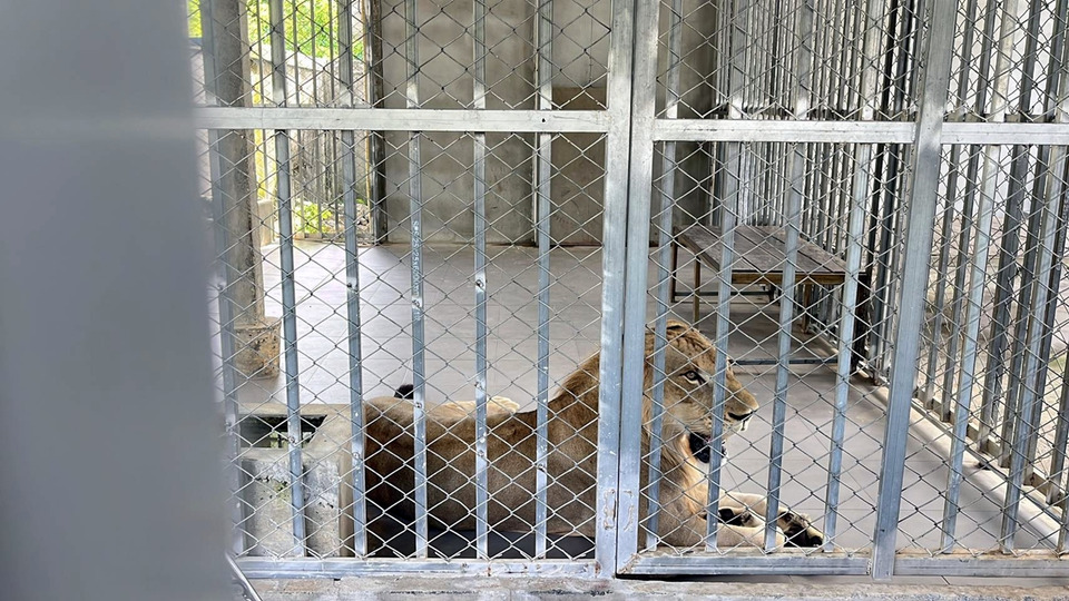 ผวาทั้งชุมชน! ร้องตรวจบ้านเลี้ยงสิงโต พบถูกกฎหมาย แต่สั่งเพิ่มมาตรการความปลอดภัย