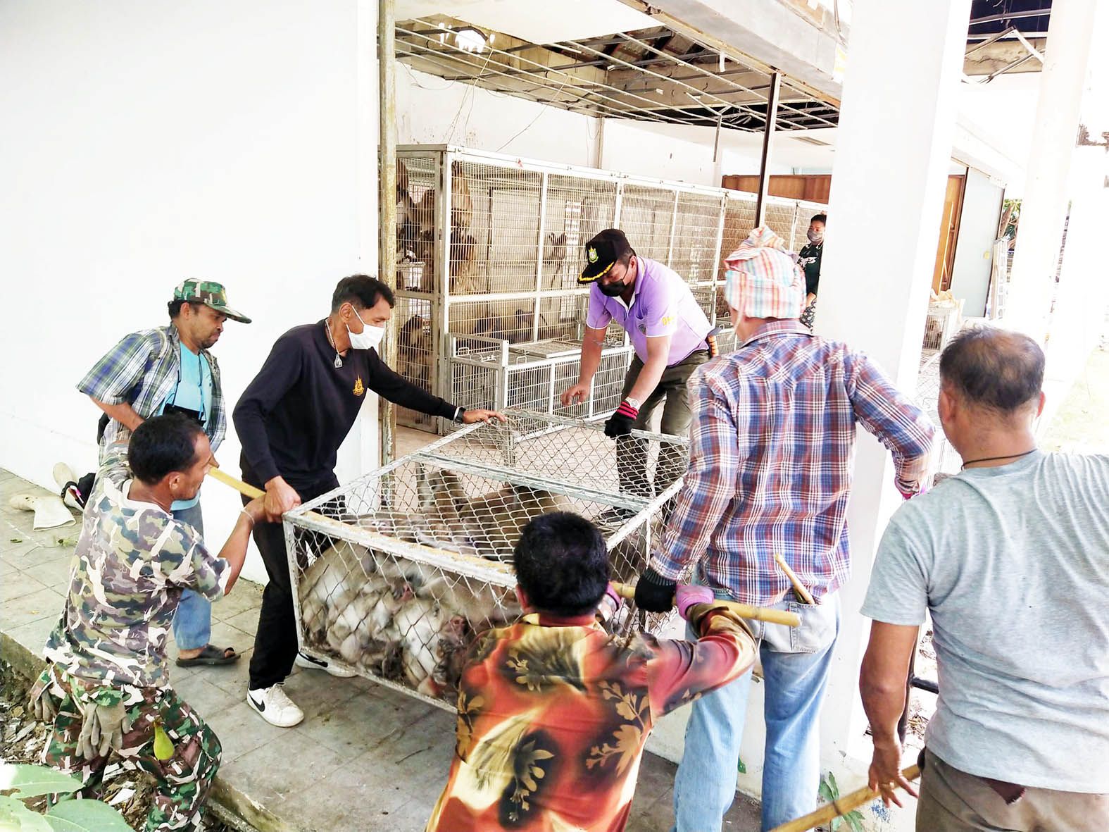 "หัวหิน" จับลิง 600 ตัวเตรียมทำหมันป้องกันโรค