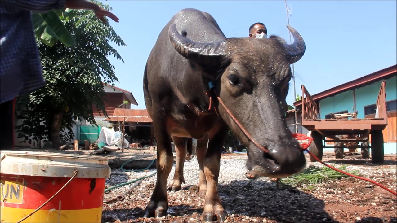 "เจ้าบุญรอด" ยังเจ็บหนัก คนใจบุญแห่ช่วยหาวิธีช่วยกันรักษาอาการบาดเจ็บ