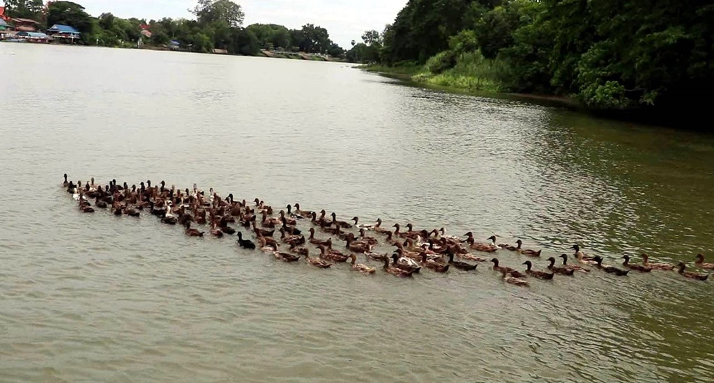 เป็ดใครหลายร้อยตัวลอยอยู่กลางแม่น้ำแม่กลอง ต้องใช้เรือไล่ต้อนกันวุ่น! 