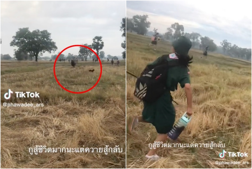 เกือบขิต! 'เนตรนารี' สู้ชีวิตรีวิวเดินทางไกล สุดพีคเจอควายสู้กลับ