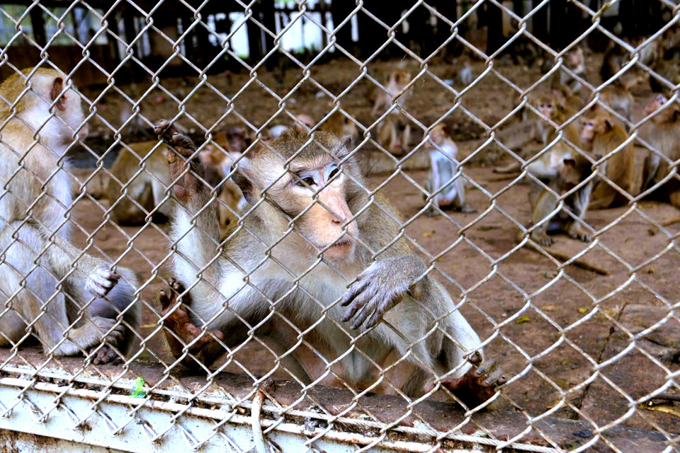 ลพบุรีตั้งมูลนิธิแก้ปัญหาลิง เดินหน้า 3 ภารกิจ ดูแลลิง-เยียวยาคน-ฟื้นฟูเมือง