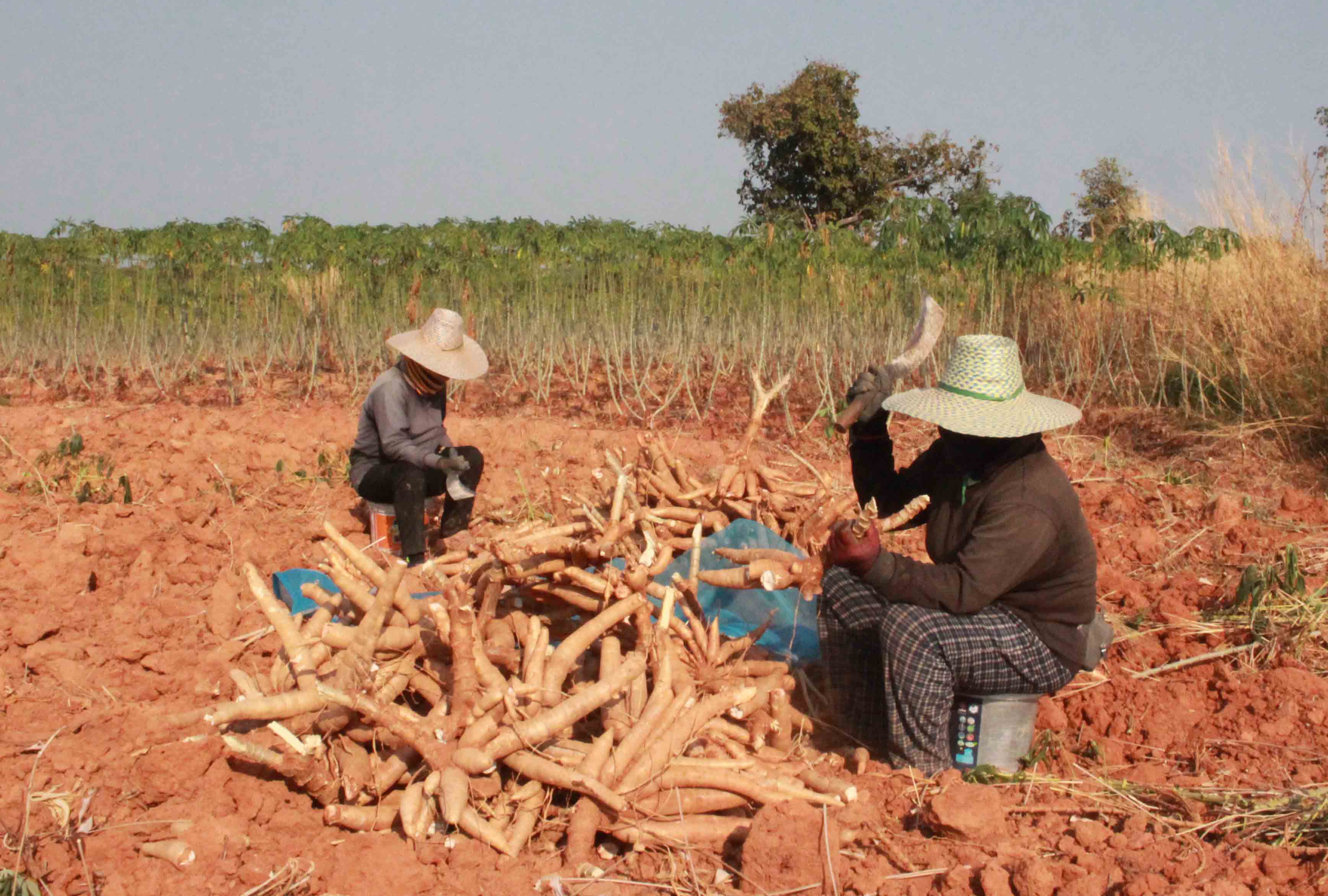 เกษตรกรไร่มันกาฬสินธุ์โอดปุ๋ยเคมีแพงผลผลิตต่ำเสี่ยงขาดทุน