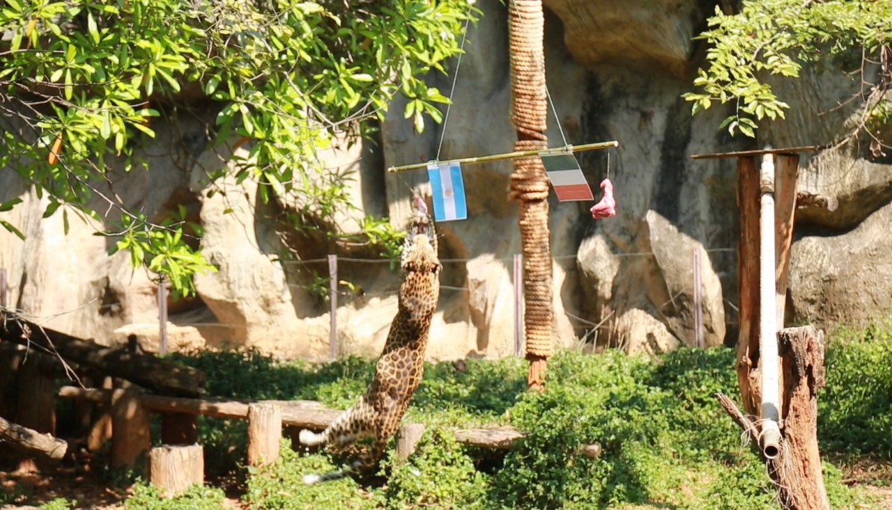 'น้องการ์ฟิว' เสือดาวเพศเมียสวนสัตว์โคราชทายผลบอลโลกนัดชิงตะปบชิ้นเนื้อ'อาร์เจนตินา'ชนะ'ฝรั่งเศส'