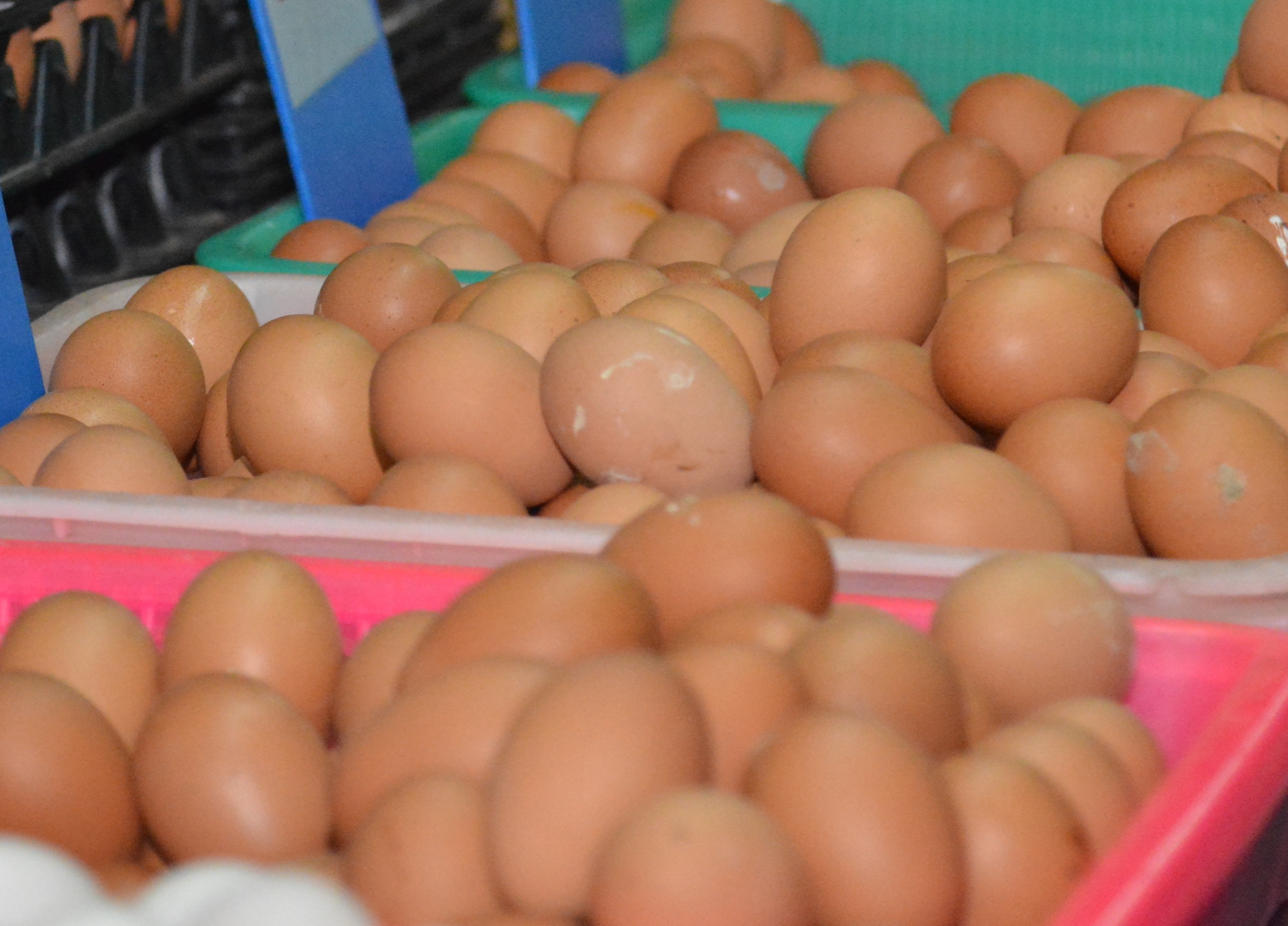 "กรมการค้าภายใน" เผยราคาไข่ไก่ทรงตัวตั้งแต่เดือน ก.ค.66 ออกสู่ตลาดประมาณ 43.99 ล้านฟอง/วัน เพียงพอต่อการบริโภค