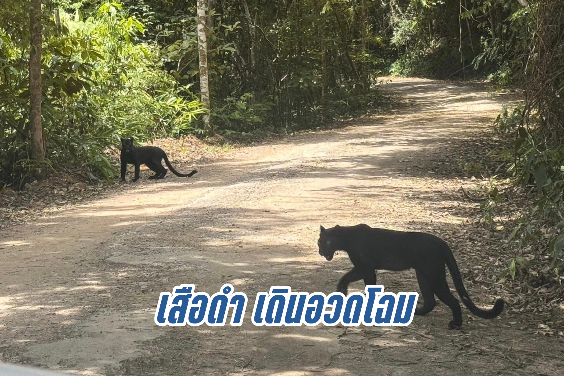 ฮือฮา! พบเสือดำ2ตัวเดินอวดโฉม อช.แก่งกระจาน