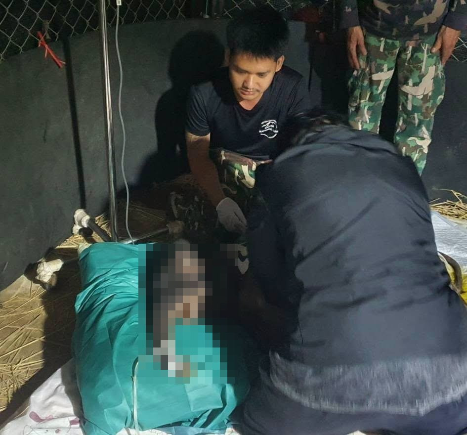 สุดยื้อ! "เจ้าจิ๋วน้อย" ลูกช้างป่าพลัดหลงไทรโยคสิ้นใจแล้ว "สุชาติ" แจ้งข่าวเศร้าสัตวแพทย์ระบุไตวายเฉียบพลัน