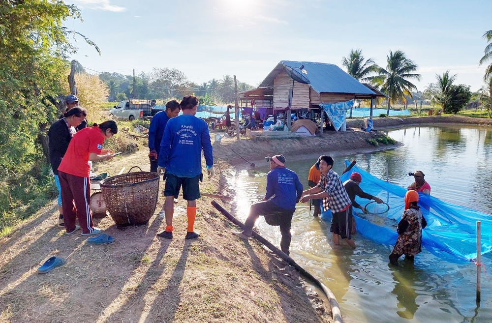 ร้อนจัด! เตือนเลี้ยงกุ้งก้ามกรามแน่นบ่อ เสี่ยงน็อคตายอดขายสงกรานต์
