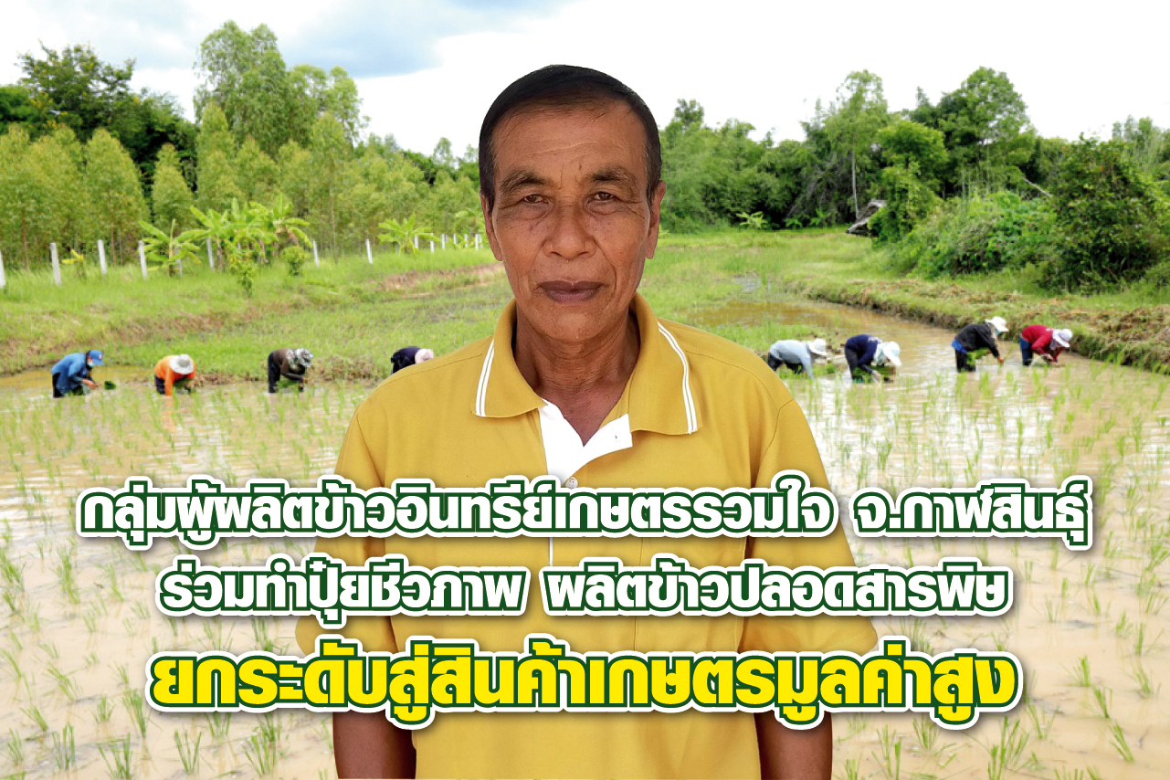 กลุ่มผู้ผลิตข้าวอินทรีย์เกษตรรวมใจ ดึงสมาชิกกว่า 2 พันคน ร่วมทำปุ๋ยชีวภาพ  ผลิตข้าวปลอดสารพิษ