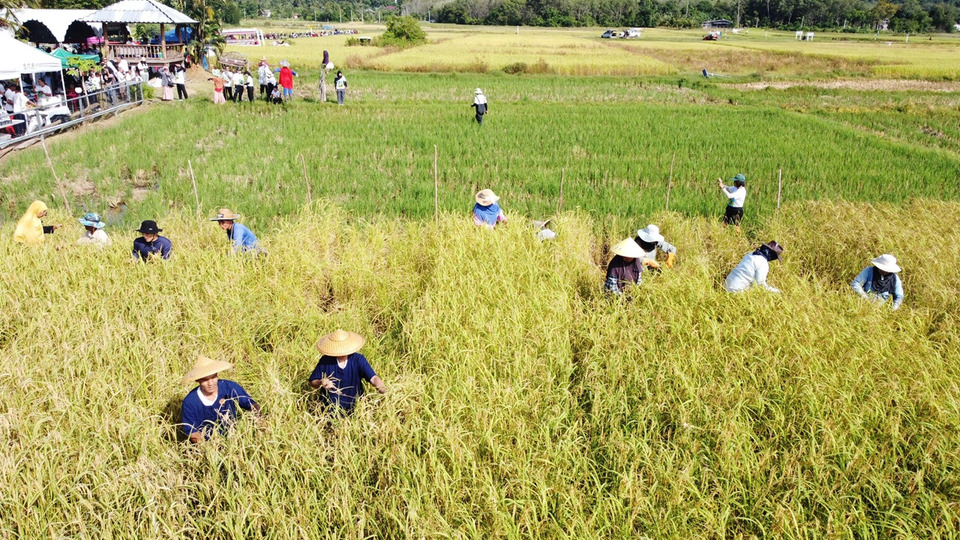 เกาะยาวจัดงาน “วันอาหารปลอดภัย ข้าวใหม่ปลามัน” ครั้งที่ 9 เชิดชูข้าวทุ่งนาใหญ่สุดในอันดามัน