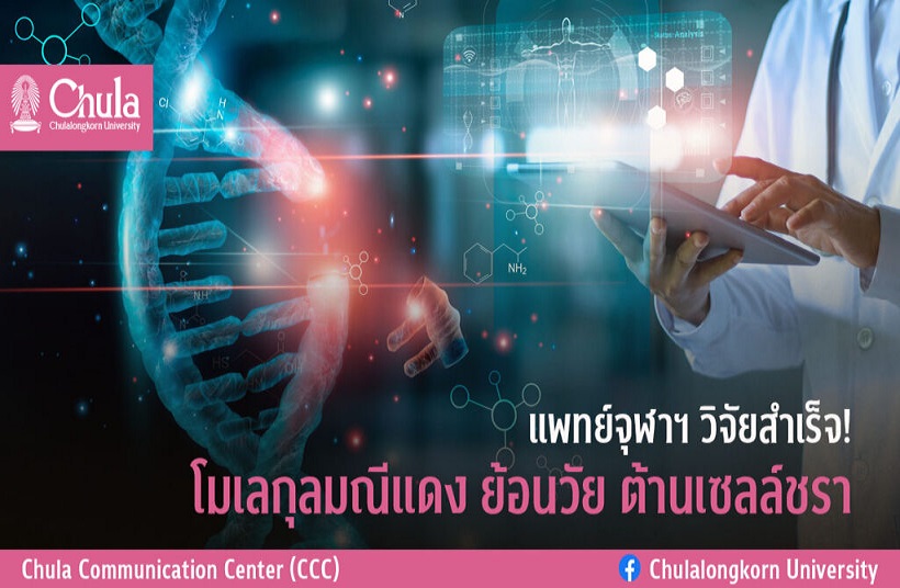 แพทย์จุฬาฯ วิจัยสำเร็จ!       โมเลกุลมณีแดง ย้อนวัย ต้านเซลล์ชรา