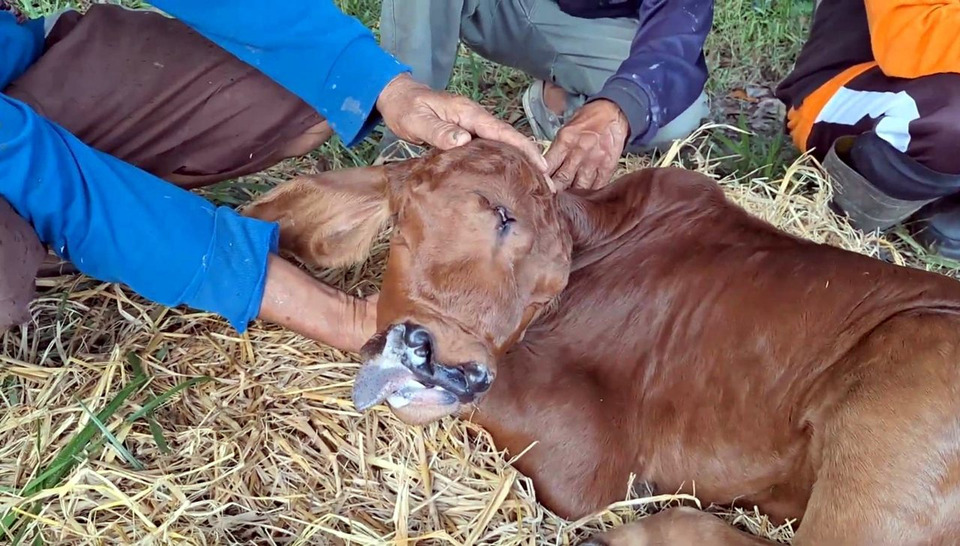 ลำปางฮือฮา! ลูกวัว 3 ตา–จมูก 4 รู ชาวบ้านแห่ดูไม่ขาดสาย ตีเลขหวังโชคลาภงวดนี้