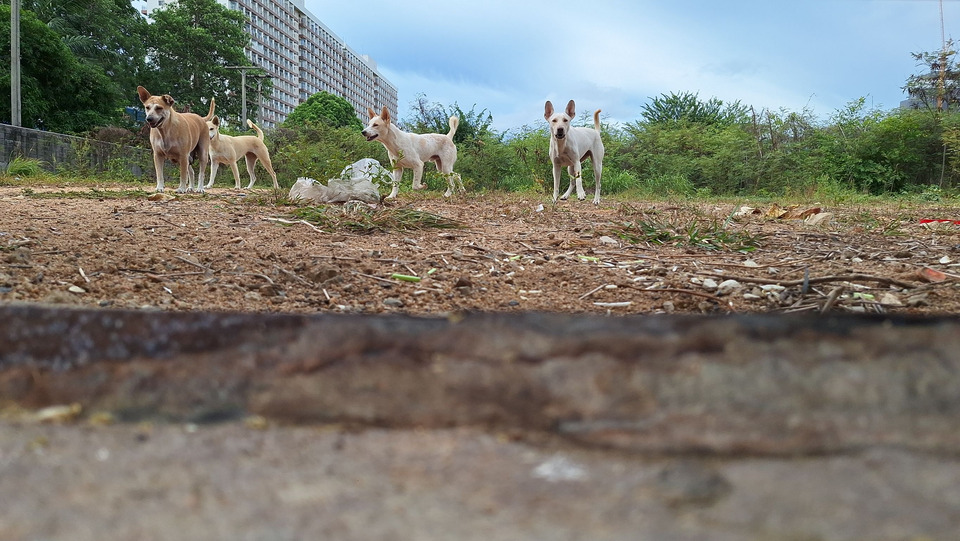 วอนช่วยน้องหมาด่วน! ถูกขังในพื้นที่ปิดริมหาดจอมเทียน รอหน่วยงานเข้าช่วยเหลือ 