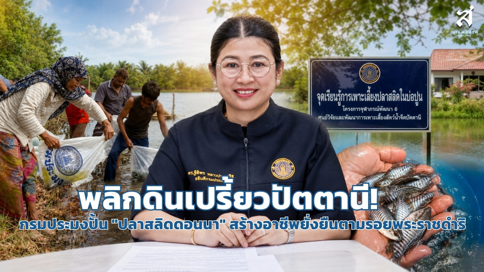 พลิกดินเปรี้ยวปัตตานี! กรมประมงปั้น "ปลาสลิดดอนนา" สร้างอาชีพยั่งยืนตามรอยพระราชดำริ