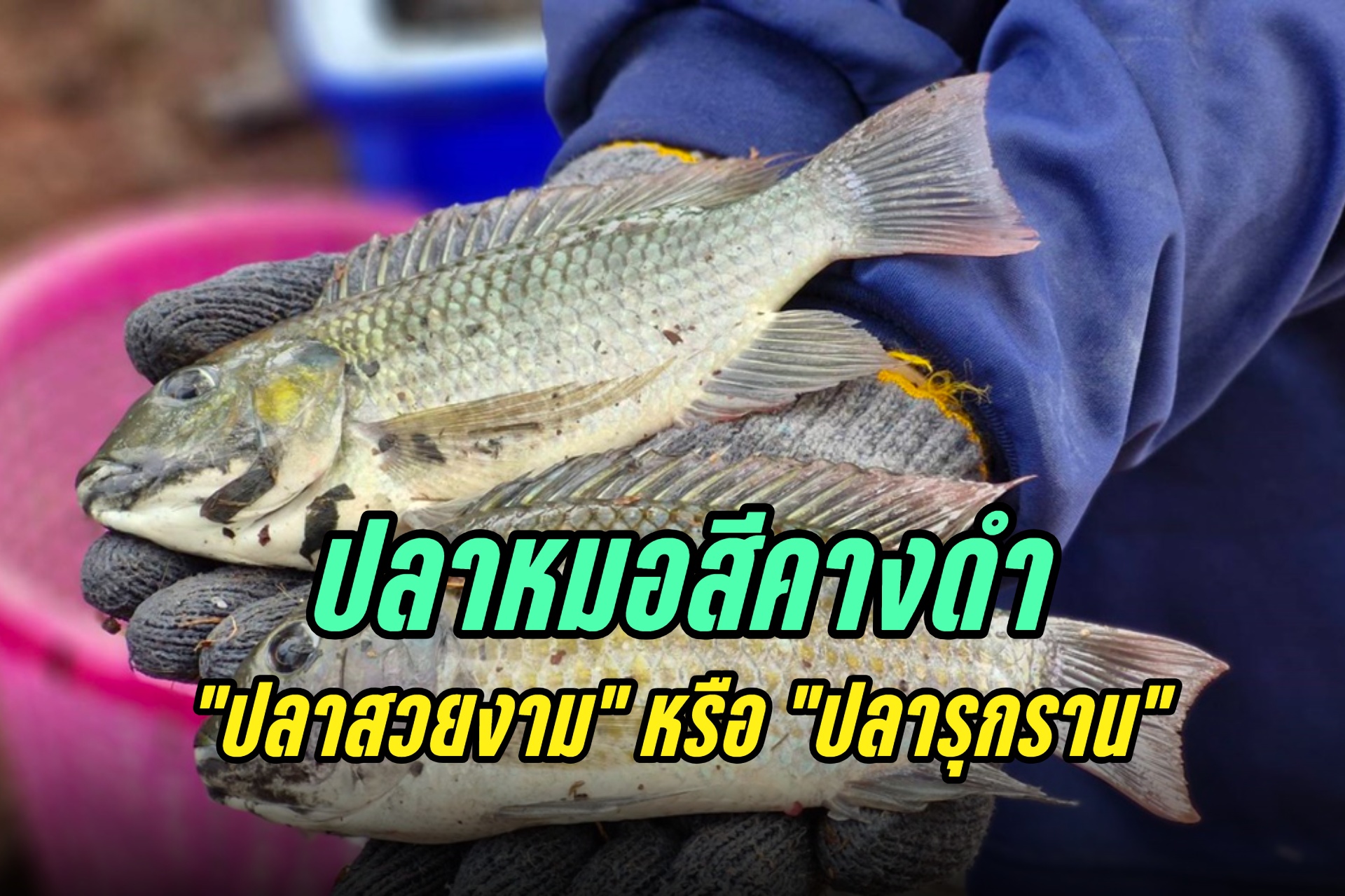 ปลาหมอสีคางดำ “ปลาสวยงาม” หรือ “ปลารุกราน” บูรณาการกำจัดได้ 