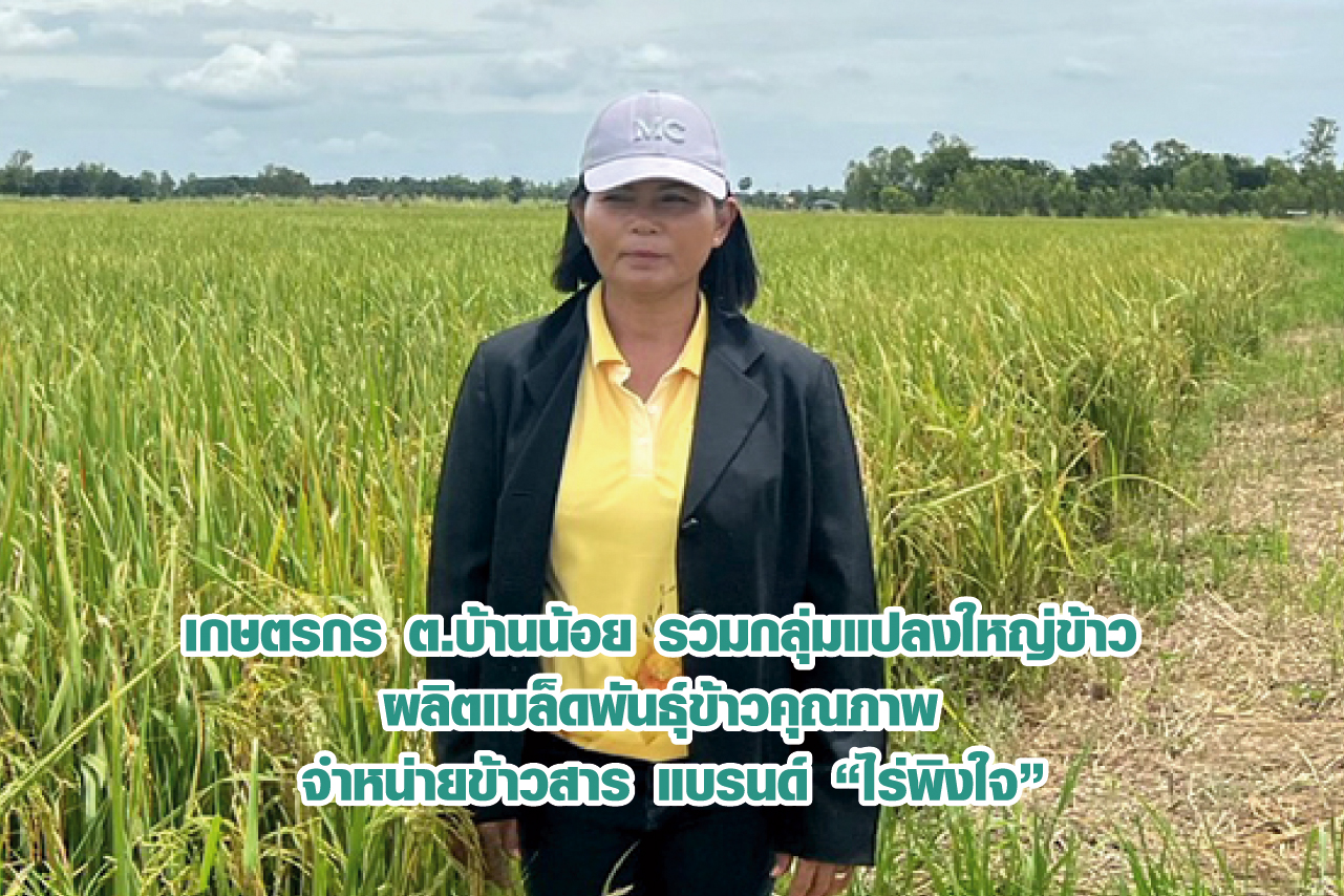  เกษตรกร ต.บ้านน้อย รวมกลุ่มแปลงใหญ่ข้าว ผลิตเมล็ดพันธุ์ข้าวคุณภาพ จำหน่ายข้าวสาร แบรนด์ “ไร่พิงใจ” พร้อมศึกษาการแปรรูปข้าวเป็นขนมขบเคี้ยว-ชาข้าว ต่อยอดเพิ่มมูลค่า  