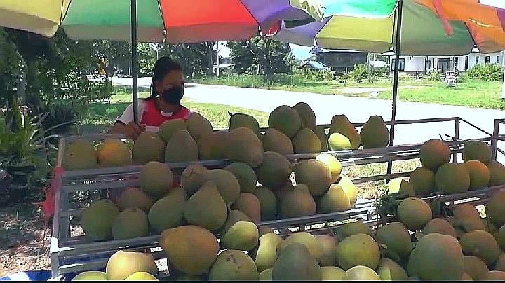 ส้มโอหวานเงินล้านบ้านแท่น ยังขายดีราคาไม่ตกแม้โควิดระบาด 