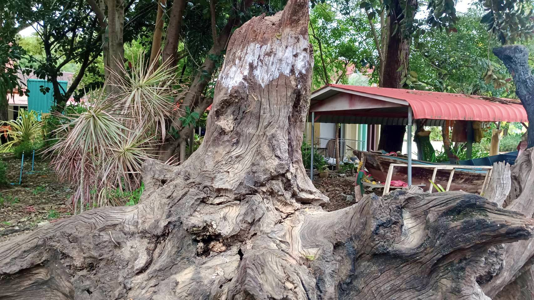 ขนลุกซู่! “เจ้าแม่ตะเคียน 200 ปี” สิงร่างยาย 60 ร่ายรำตัดพ้อกลางงานบุญ ให้เลขเด็ดตรงๆ ลุ้นหวยสัญจรระยอง