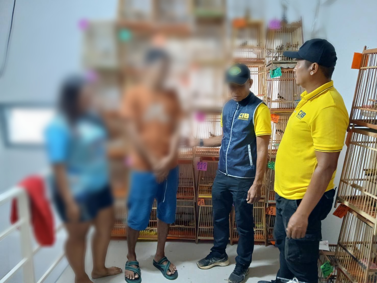 ตำรวจสอบสวนกลาง (CIB) จับกุมผู้ต้องหาไลฟ์สดผ่าน Tiktokลักลอบขายนกปรอดหัวโขน (สัตว์ป่าคุ้มครอง)